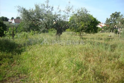 Helårsgrund i Castelo Branco, Castelo Branco, Castelo Branco - € 60.000 | Ref: PP278/T/12 - foto 3