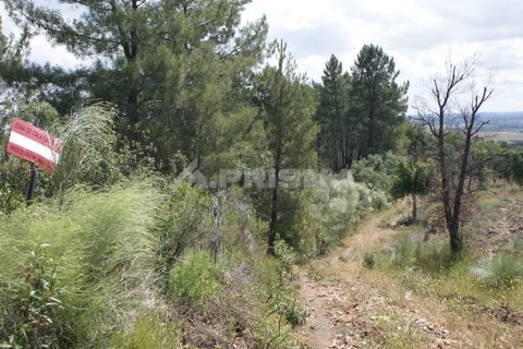 Helårsgrund i Castelo Branco, Castelo Branco, Castelo Branco - € 19.000 | Ref: PP3412 - foto 2