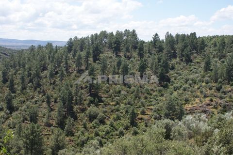 Helårsgrund i Castelo Branco, Castelo Branco, Castelo Branco - € 19.000 | Ref: PP3412 - foto 3
