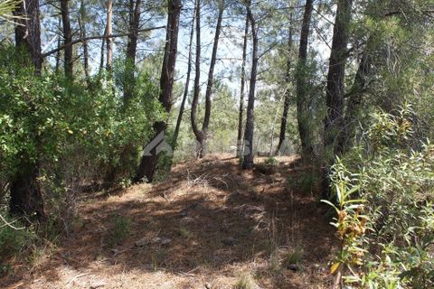 Helårsgrund i Castelo Branco, Castelo Branco, Castelo Branco - € 36.000 | Ref: PP3410 - foto 5