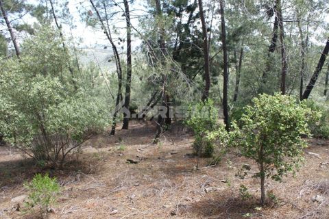 Helårsgrund i Castelo Branco, Castelo Branco, Castelo Branco - € 36.000 | Ref: PP3410 - foto 9
