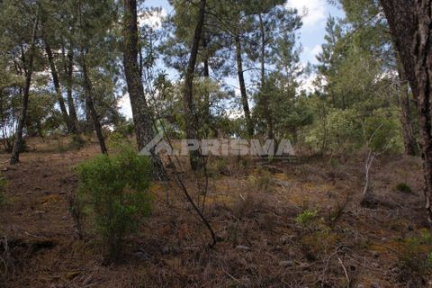 Helårsgrund i Castelo Branco, Castelo Branco, Castelo Branco - € 36.000 | Ref: PP3410 - foto 10