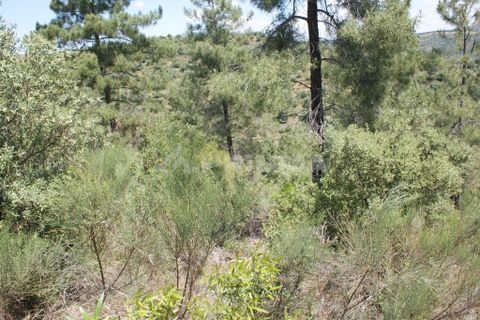 Helårsgrund i Castelo Branco, Castelo Branco, Castelo Branco - € 36.000 | Ref: PP3410 - foto 23