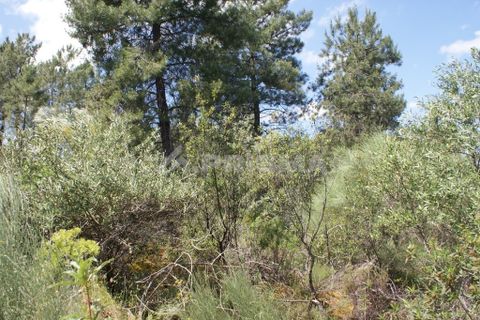 Helårsgrund i Castelo Branco, Castelo Branco, Castelo Branco - € 36.000 | Ref: PP3410 - foto 24