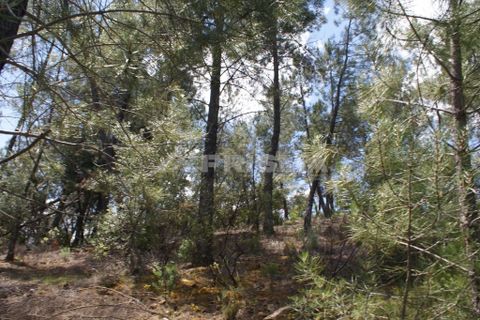 Helårsgrund i Castelo Branco, Castelo Branco, Castelo Branco - € 36.000 | Ref: PP3410 - foto 25