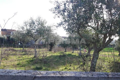 Helårsgrund i Castelo Branco, Castelo Branco, Castelo Branco - € 35.000 | Ref: PP2876/T/19 - foto 4