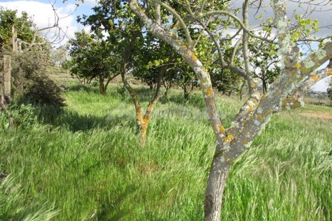 Helårsgrund i Castelo Branco, Castelo Branco, Castelo Branco - € 150.000 | Ref: PP2926/T/19 - foto 2