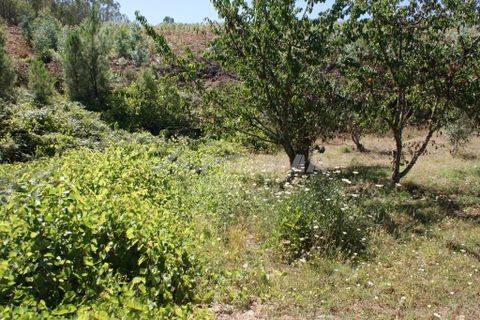 Helårsgrund i Proenca-a-Nova, Castelo Branco, Proenca-a-Nova - € 96.150 | Ref: PP2899/T/19 - foto 5