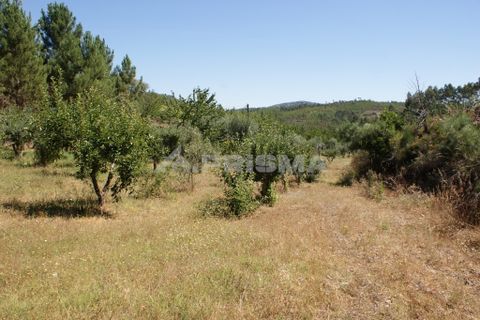Helårsgrund i Proenca-a-Nova, Castelo Branco, Proenca-a-Nova - € 96.150 | Ref: PP2899/T/19 - foto 10
