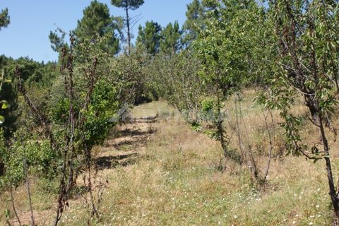 Helårsgrund i Proenca-a-Nova, Castelo Branco, Proenca-a-Nova - € 96.150 | Ref: PP2899/T/19 - foto 11