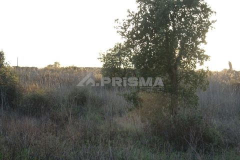 Helårsgrund i Castelo Branco, Castelo Branco, Castelo Branco - € 18.375 | Ref: PP3457 - foto 12