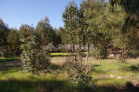 Terra a Penamacor, Castelo Branco, Penamacor - € 11.000 | Ref: PP2961 - foto 3