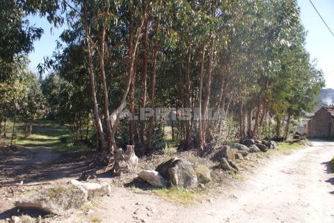 Terra a Penamacor, Castelo Branco, Penamacor - € 11.000 | Ref: PP2961 - foto 4