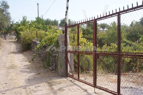 Helårsgrund i Nisa, Portalegre, Nisa - € 45.000 | Ref: PP3218 - foto 7