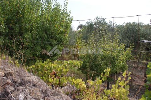 Helårsgrund i Nisa, Portalegre, Nisa - € 45.000 | Ref: PP3218 - foto 8