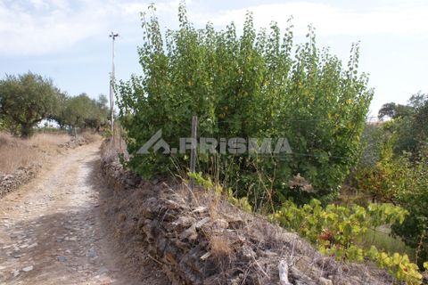 Helårsgrund i Nisa, Portalegre, Nisa - € 45.000 | Ref: PP3218 - foto 9