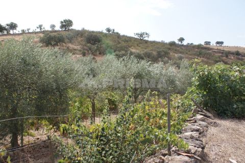 Helårsgrund i Nisa, Portalegre, Nisa - € 45.000 | Ref: PP3218 - foto 4