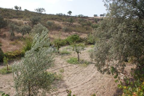 Helårsgrund i Nisa, Portalegre, Nisa - € 45.000 | Ref: PP3218 - foto 3