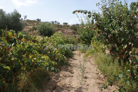 Helårsgrund i Nisa, Portalegre, Nisa - € 45.000 | Ref: PP3218 - foto 2