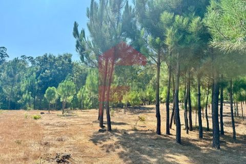 Helårsgrund i Vila Verde, Braga, Vila Verde - € 31.500 | Ref: 05619 - foto 8