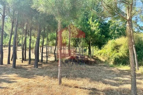 Helårsgrund i Vila Verde, Braga, Vila Verde - € 31.500 | Ref: 05619 - foto 9