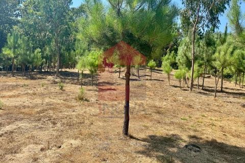Helårsgrund i Vila Verde, Braga, Vila Verde - € 31.500 | Ref: 05619 - foto 12