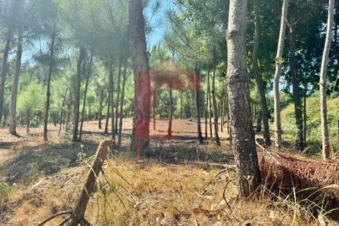 Helårsgrund i Vila Verde, Braga, Vila Verde - € 31.500 | Ref: 05619 - foto 13