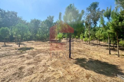 Helårsgrund i Vila Verde, Braga, Vila Verde - € 31.500 | Ref: 05619 - foto 14
