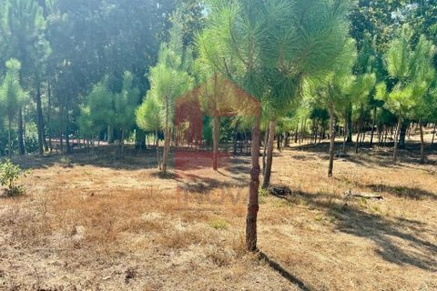 Helårsgrund i Vila Verde, Braga, Vila Verde - € 31.500 | Ref: 05619 - foto 18