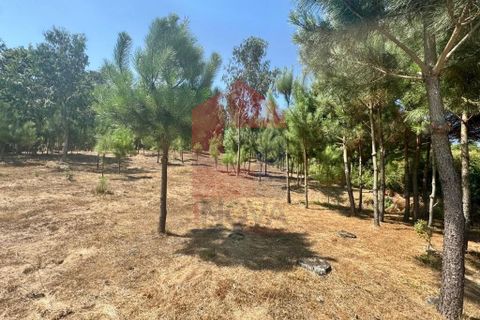 Helårsgrund i Vila Verde, Braga, Vila Verde - € 31.500 | Ref: 05619 - foto 21