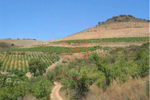 Farm i Torre de Moncorvo, Braganca, Torre de Moncorvo - € 1.500.000 | Ref: 1189 - foto 1