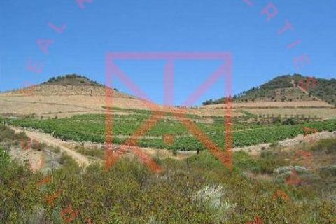 Farm i Torre de Moncorvo, Braganca, Torre de Moncorvo - € 1.500.000 | Ref: 1189 - foto 2