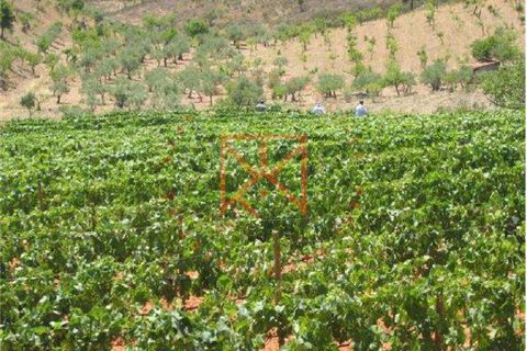 Farm i Torre de Moncorvo, Braganca, Torre de Moncorvo - € 1.500.000 | Ref: 1189 - foto 3
