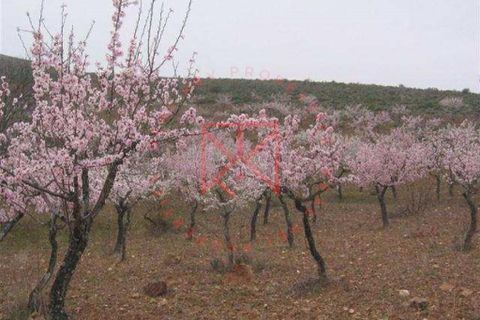 Farm i Torre de Moncorvo, Braganca, Torre de Moncorvo - € 1.500.000 | Ref: 1189 - foto 6