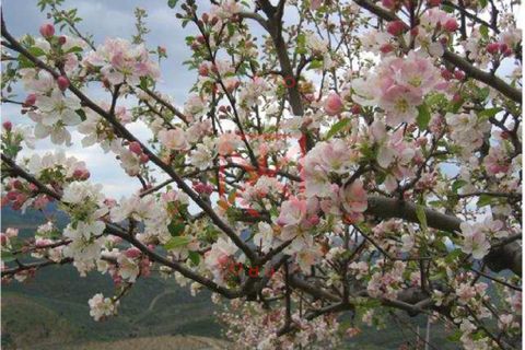 Farm i Torre de Moncorvo, Braganca, Torre de Moncorvo - € 1.500.000 | Ref: 1189 - foto 8