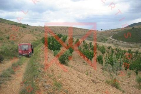 Farm i Torre de Moncorvo, Braganca, Torre de Moncorvo - € 1.500.000 | Ref: 1189 - foto 9