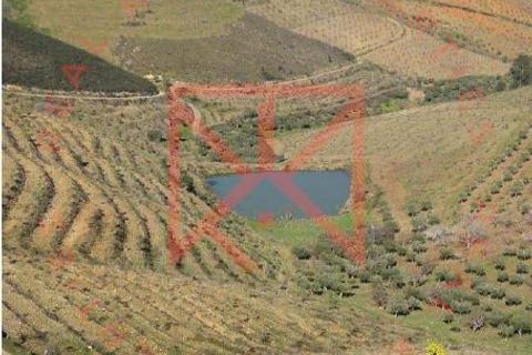 Farm i Torre de Moncorvo, Braganca, Torre de Moncorvo - € 1.500.000 | Ref: 1189 - foto 14