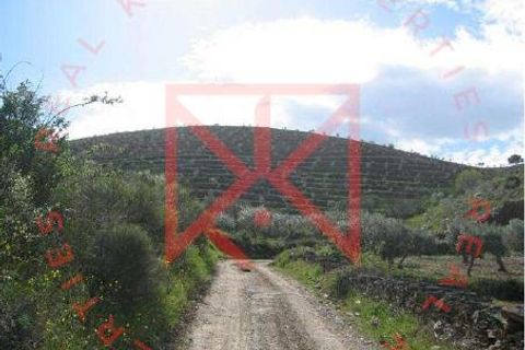 Farm i Torre de Moncorvo, Braganca, Torre de Moncorvo - € 1.500.000 | Ref: 1189 - foto 21