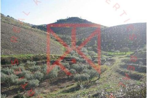 Farm i Torre de Moncorvo, Braganca, Torre de Moncorvo - € 1.500.000 | Ref: 1189 - foto 22