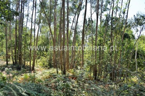 Helårsgrund i Amares, Braga, Amares - € 36.500 | Ref: 170342 - foto 3