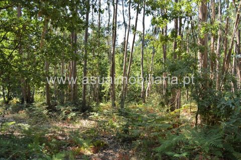 Helårsgrund i Amares, Braga, Amares - € 36.500 | Ref: 170342 - foto 5
