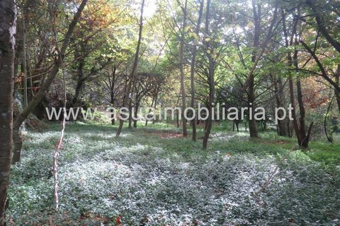 Helårsgrund i Amares, Braga, Amares - € 42.500 | Ref: 170245 - foto 6