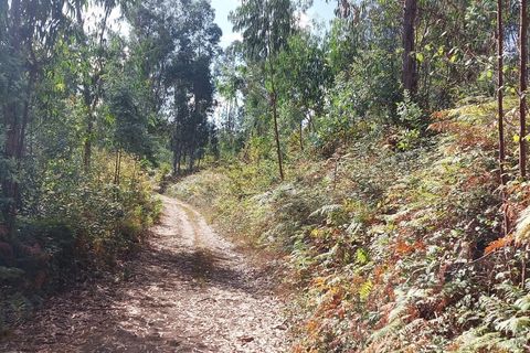 Helårsgrund i Amares, Braga, Amares - € 27.500 | Ref: 201073 - foto 13