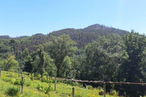 Helårsgrund i Amares, Braga, Amares - € 179.000 | Ref: 170098 - foto 13