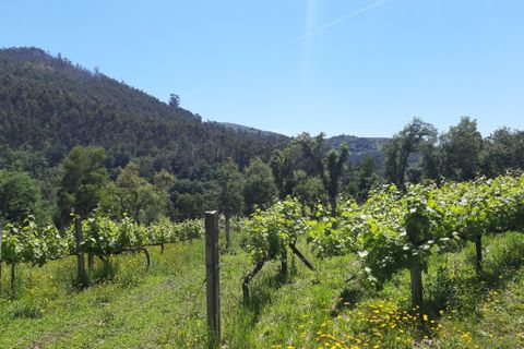 Helårsgrund i Amares, Braga, Amares - € 179.000 | Ref: 170098 - foto 14