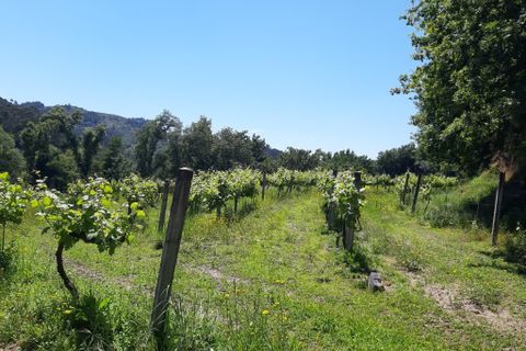 Helårsgrund i Amares, Braga, Amares - € 179.000 | Ref: 170098 - foto 16