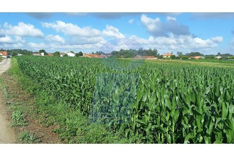 Helårsgrund i Oia, Aveiro, Oia - € 160.000 | Ref: TER_697 - foto 1