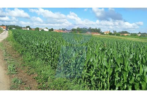 Helårsgrund i Oia, Aveiro, Oia - € 160.000 | Ref: TER_697 - foto 3