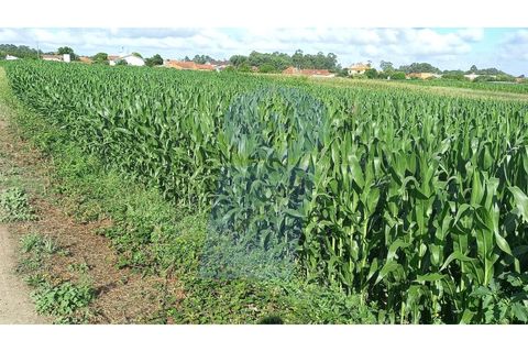 Helårsgrund i Oia, Aveiro, Oia - € 160.000 | Ref: TER_697 - foto 5