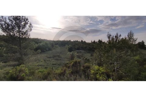 Terra a Olaia e Paco, Santarem, Olaia e Paco - € 300.000 | Ref: C0269-01128 - foto 2